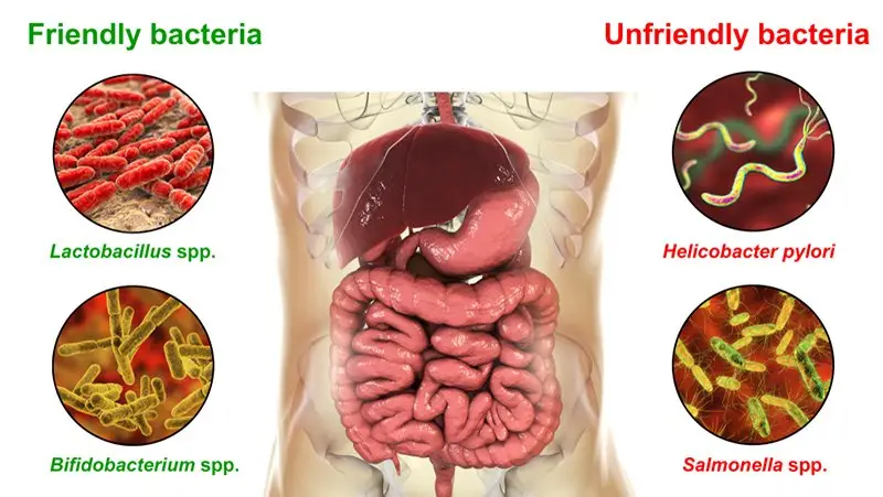 "Diagram showing friendly bacteria (Lactobacillus spp., Bifidobacterium spp.) versus unfriendly bacteria (Helicobacter pylori, Salmonella spp.) with an illustration of the digestive system.